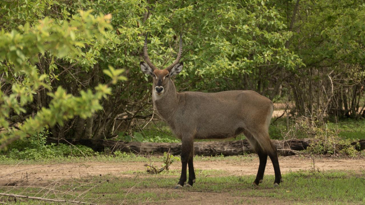 Hunting in Western North: Exploring Geography, Examining Legislation, and Learning Interesting Facts