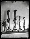 Henry Osborn – bone hunter

On a photo paleontologist Henry Osborn with dinosaur limbs, 1899.

Henry Osborn was the first man to describe the complete skeleton of Tyrannosaurus rex and coined the name itself. It translates to "royal tyrant lizard."

Henry Osborn was born in Fairfield, Connecticut, and attended Princeton University. From 1883 to 1890, he served as a professor of comparative anatomy. In 1891, he was appointed to the faculty of Columbia University and the American Museum of Natural History. In 1896, he became a professor of zoology at Columbia University. In 1908, he succeeded Morris Jesup as president of the Natural History Museum, a position he held until 1933.

He led many expeditions in the Southwest United States, starting with the first excavations in Colorado and Wyoming in 1877. He also led expeditions in Mongolia, searching for human ancestors.

Henry Osborn was a member of the National Academy of Sciences of the United States (1900), a foreign member of the Royal Society of London (1926), a corresponding member of the Bavarian Academy of Sciences (1910), the Russian Academy of Sciences (1923), and the French Academy of Sciences (1927).