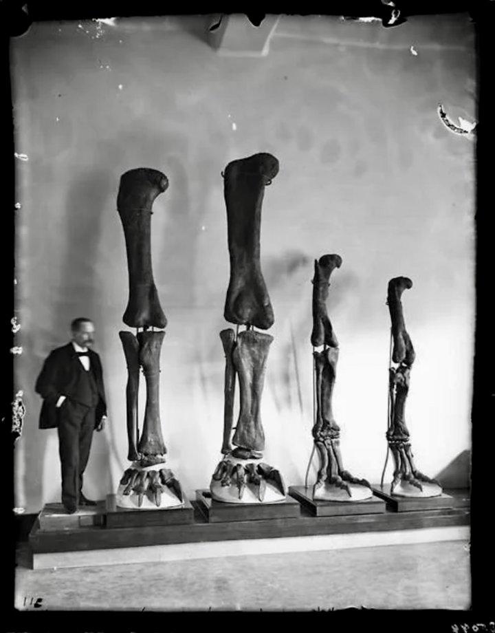 Henry Osborn – bone hunter