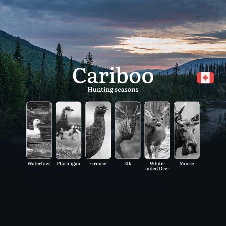 Hunting Seasons in CARIBOO: Key Dates, Essential Rules and License Requirements 