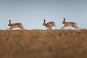 Explore the unique challenges and rewards of hunting desert hare in Morocco's Drâa Valley. Discover the best hunting practices and respect for a delicate ecosystem.

 The
