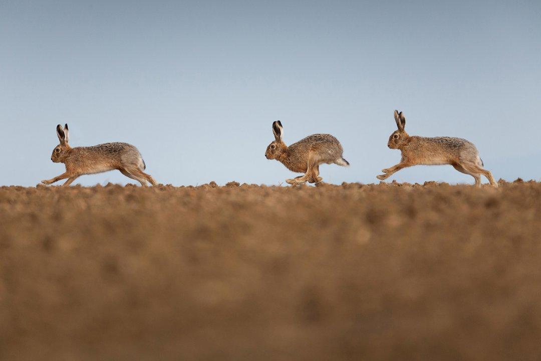 Explore the unique challenges and rewards of hunting desert hare in Morocco's Drâa Valley.
