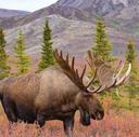 Denali National Park...😍