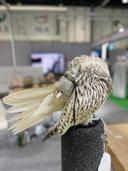 Sokols in the UAE and Saudi Arabia: A Cultural Treasure

The tradition of falconry is deeply rooted in the cultures of the United Arab Emirates (UAE) and Saudi Arabia, sy
