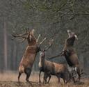 A fantastic photograph of Red stags boxing 