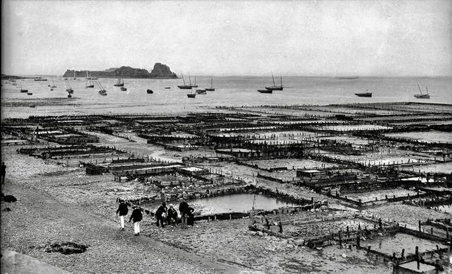 Oyster hunting and sorting in 19th-century France was an essential maritime and culinary practice that reflected both the country’s deep gastronomic traditions and the evolving dynamics of coastal economies.