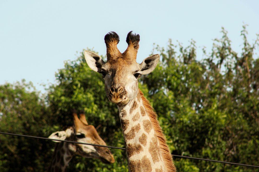 Hunting in NIASSA: A Detailed Guide to Wildlife, Traditions, Rules, and Extraordinary Hunting Experiences in Mozambique’s Untouched Wilderness