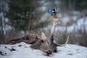 «REINCARNATION»

Common Jay.
Nikon D750 + Tamron 150-600 (G1)
F6.3 | 1/1250 | ISO2200 | 600mm
Belarus, Vitebsk region
February 2021