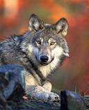 The wolf, or gray wolf, or common wolf, is a species of predatory mammals from the Canid family.
