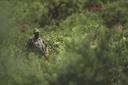 Koulikoro: West Africa’s Hidden Gem for Hunters – Exploring Savannahs, Riverine Riches, and Cultural Traditions in Mali’s Premier Hunting Region

The Koulikoro Region, lo