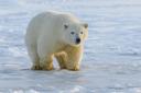 La chasse dans la TOUNDRA ARTIQUE du Canada : Animaux emblématiques, saisons extrêmes et défis de chasse

La toundra arctique du Canada est l’une des régions les plus sau