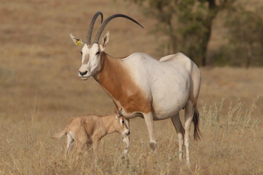 Saharan Safari: Unveiling the Secrets of Wildlife Protection and Hunting in Africa’s Desert Realm