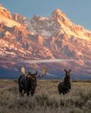 Wildlife
Wildlife roaming through Grand Teton 
Making Adventure. Building Community.

Seeking the Unseen. Living Among The Wild.

wildlife grandteton grandtetonnationalpark