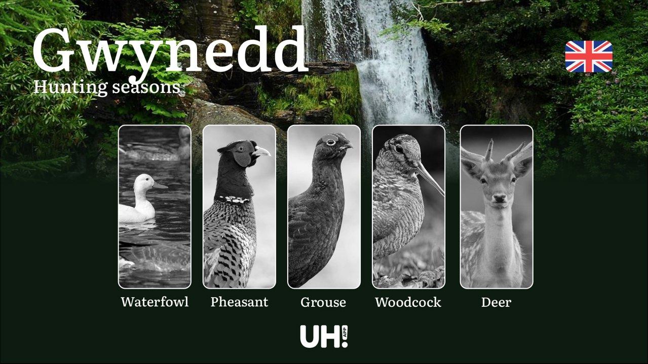 Gwynedd Hunting Seasons: Dates, Licenses, Rules & Best Spots for Big and Small Game