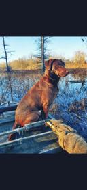 Morning hunt! #dogs #hunting #Ducks #rideordie #outdoors