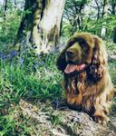 The Sussex Spaniel: A Low-Riding Hunting Partner for the Thinking Hunter

The Sussex Spaniel. Not a breed you see every day afield, and that's a damn shame. This sturdy, low-slung spaniel from the south of England is a serious hunting dog with a unique style and plenty to offer the right hunter. If you value methodical work, a close-working dog, and a partner that doesn't quit, read on.

What Will a Sussex Spaniel Hunt?

These dogs were bred for thick cover, and they excel at flushing game close. Think rabbits, pheasants, quail, and other ground-nesting birds. Their deliberate pace and loud voice when they're on a scent makes them ideal for hunting in dense brush where you might not see the game until it's practically underfoot. They're not built for long retrieves in water, but they can handle light waterfowl work in moderation.

Where to Find Them

While they originated in Sussex, England, these dogs are relatively rare worldwide. You'll find pockets of dedicated breeders and hunters in the UK and the US, with a few scattered elsewhere in Europe. Don't expect to walk into your local kennel and find a litter – you'll likely have to do some searching and potentially get on a waiting list.

Temperament and Care

Sussex Spaniels are known for their loyal, affectionate, and sometimes stubborn nature. They bond strongly with their families and can be reserved with strangers. Early socialization is crucial to prevent shyness or aggression.

Grooming: Their dense, feathery coat requires regular brushing (2-3 times a week) to prevent matting. Pay special attention to their ears, as they're prone to infections due to their floppy shape.

Exercise: While not high-energy, they need daily exercise to stay in shape. Walks, playtime, and, of course, hunting are essential.

Health: Be aware of potential issues like hip dysplasia, ear infections, and heart problems. Choose a reputable breeder who screens their dogs.

Training for the Hunt

Sussex Spaniels aren't pushovers to train, but their intelligence and desire to please make them trainable with the right approach.

Start Early: Begin basic obedience training as soon as you bring your puppy home. Focus on recall, sit, stay, and heel.

Positive Reinforcement: Use positive reinforcement methods like treats, praise, and toys. Avoid harsh corrections, as they can shut down this sensitive breed.

Introduce Game Early: Expose your puppy to birds and game scents as soon as possible. This will ignite their natural hunting instincts.

Drills and Exercises

Scent Work: Hide bird wings or dummies in tall grass and encourage your dog to find them. Gradually increase the difficulty as they progress.

Flushing Drills: Use a check cord to control your dog's range and teach them to flush birds on command.

Retrieving: While not their primary strength, basic retrieving skills are helpful. Use soft dummies to avoid damaging their teeth.

** Steadiness:** Train your dog to remain steady after the flush. This is crucial for safety and successful hunting.

In the Field: What to Expect

The Sussex Spaniel brings a unique style to the hunt. Here's what sets them apart:

Methodical Hunters: They work close and deliberately, leaving no patch of cover unchecked.

Loud Voice: When they scent game, they'll let you know with a distinctive, musical voice – a huge advantage in thick cover.

Tenacity: They're persistent and won't give up easily, even in tough conditions.

Close Working Range: They naturally stay within gun range, making them ideal for hunters who prefer a close-working dog.

Adaptability: They’re great in various terrains, but shine in dense, brushy areas where other dogs might struggle.

The Bottom Line

The Sussex Spaniel isn't for everyone. They require a patient and experienced handler who appreciates their unique qualities. But if you're looking for a loyal, hard-working hunting partner with a distinctive style, this breed is worth considering. They might be rare, but their hunting abilities are anything but.

#Sussex #Spaniel