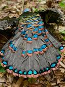 Ocellated Turkey hunts in Mexico. Booking 2024.  Still a few dates left .
303-921-3055 ALC Global Adventures

