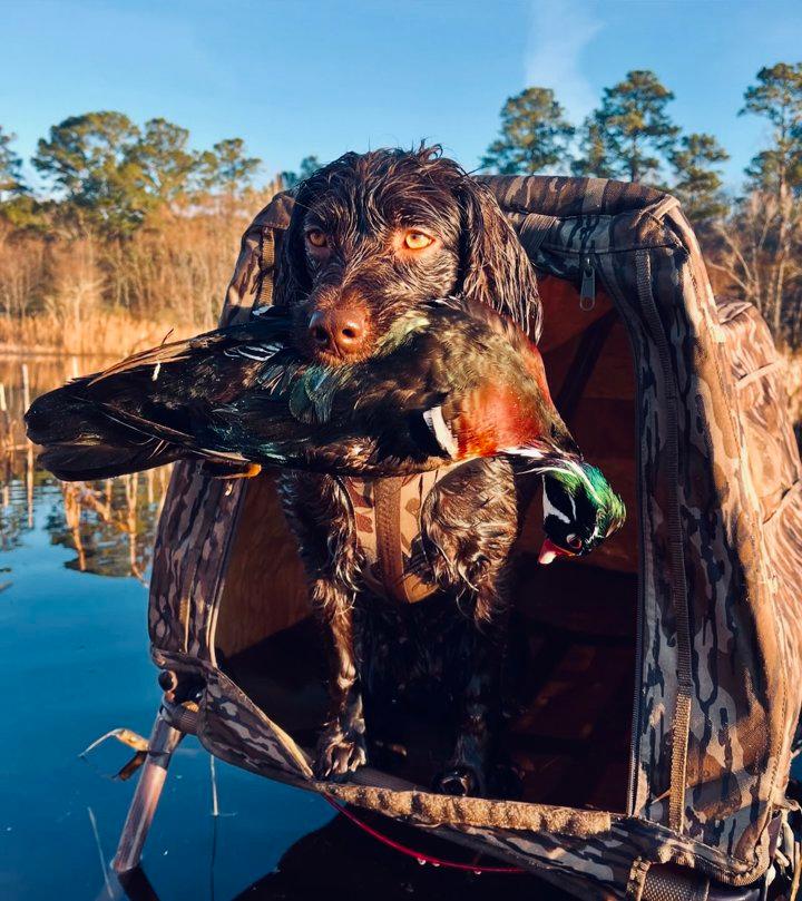 Boykin Spaniel Hunting Dog: Traits, Training & Field Performance 🐾