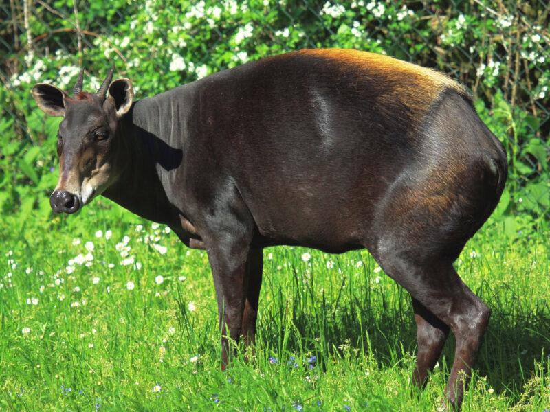 Hunting in Tanganyika: Geographic Landscape, Terrain-Specific Hunting Conditions, and Diverse Game Opportunities