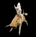 Bull Riding Rat Taxidermy
Creating a Bull Riding Rat taxidermy piece involves a blend of creativity and traditional taxidermy techniques. Here's a simplified process:

Pr