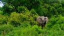 Hunting in Upper West: Exploring Geography, Navigating Regulations, and Discovering Local Traditions

The Upper West Region, located in the far northwest of Ghana, is kno