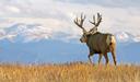High Country Deer Hunting: The Unique Thrill of hunting, Demographics, Legislation System, Associations and Clubs, Laws and Hunting Seasons 

Nestled along the Great Divi