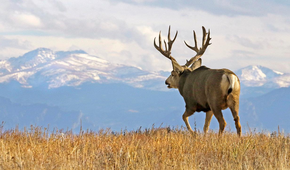 High Country Deer Hunting: The Unique Thrill of hunting, Demographics, Legislation System, Associations and Clubs, Laws and Hunting Seasons 