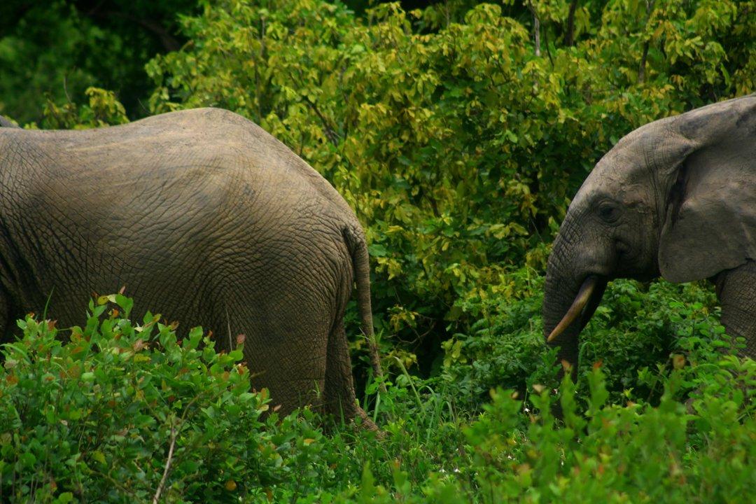 Hunting in Eastern Ghana: Learning About Hunting Seasons, Specifics, and Discovering Interesting Facts