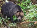 ヒグマ狩りは、最も過激な狩猟の一つです。


ヒグマは、北半球に生息する動物の一種で、日本にも生息しています。ヒグマは、体長が約2〜3メートル、体重が約500〜600キログラムになる大型の哺乳類です。

ヒグマは、強力な筋肉と長い爪を持ち、木を登ったり、泳いだりすることができます。また、彼らは非常に優れた嗅覚を持ち、長距離を移動することができます。

ヒグマは雑食性で、果実、草、魚、小動物など、さまざまな食物を食べます。彼らは、冬眠することでエネルギーを節約し、長い冬季の間、食物が不足することに備えます。

ヒグマは、一独特な生息地を持っていて、森林や山岳地帯で主に見られます。彼らは非常に頑健で、自然環境の変化にも適応できます。

しかし、ヒグマは人間との衝突も経験しています。人間の開発によって森林が減少し、彼らの生息地が脅かされています。そのため、野生生物保護団体は、ヒグマの保護と生息地の保全に努めています。

ヒグマは、その迫力ある姿と国内外での人気から、観光の対象としても重要な存在です。日本に訪れる人々にとって、ヒグマを見ることは貴重な経験であり、自然の美しさを実感する機会でもあります。

ヒグマは、その強さと優美さで私たちを魅了する存在ですが、同時に私たちの責任でもあります。私たちは、自然環境を保護し、ヒグマの生息地を守るために努力する必要があります。


ヒグマ狩りは、最も過激な狩猟の一つです。この狩りの特徴には以下のようなものがあります。

分布：ヒグマは北アメリカ、ヨーロッパ、アジアの広い範囲に生息しています。そのため、カナダ、ロシア、アメリカ、ノルウェーなど、様々な国でヒグマ狩りが行われています。

狩猟者の要件：ヒグマ狩りには特別なスキルと知識が必要です。経験豊富な射手でなければならず、狩猟の戦術に関する情報を持っており、危険な状況でどのように行動するかを知っている必要があります。また、過酷な条件下での長期間の登山に物理的にも精神的にも準備が必要です。

危険性：ヒグマは、地球上で最も危険かつ攻撃的な肉食獣の一つとされています。大きな体格と力を持ち、狩猟者にとって深刻な脅威となり得ます。そのため、ヒグマ狩りには高いレベルの注意と決断力が必要です。

規制と制限：各国には、ヒグマ狩りを規制する独自のルールが存在します。これには捕獲のクォータや子ヒグマとの狩猟の禁止、特定の性別のヒグマのみに狩猟するといった要件が含まれることがあります。これらの措置はヒグマの個体数を維持し、保護するために導入されています。

経済的価値：ヒグマ狩りは、多くの国でハンティングツーリズムの重要な一部です。これにより地元経済の発展や雇用の創出が促進されます。同時に、ヒグマの個体数の維持を考慮して責任を持って行われる必要があります。

ヒグマ狩りは、準備と勇気が必要な経験です。それはハンターにとって最も困難で要求の高い狩猟の一つであり、自己を試す機会を提供します。ただし、倫理的な問題を引き起こす場合もあり、狩猟と個体群の保護のバランスを慎重に考慮する必要があります。