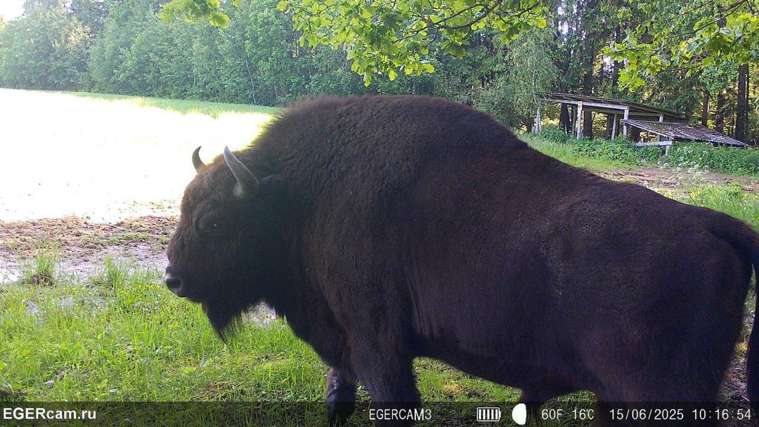 We have prepared for you a small selection of shots from camera traps of our RikaNV team in the hunting grounds of Belarus🇧🇾📸