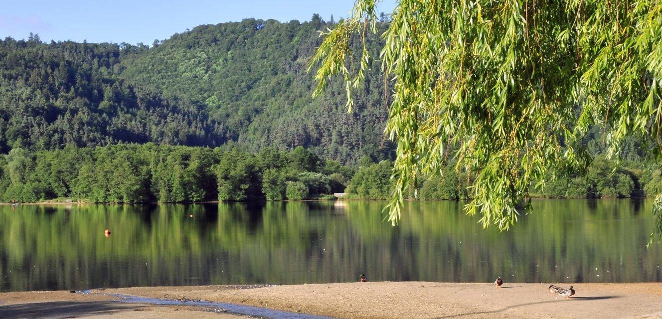 Découvrir la Chasse en INDRE: Explorer la Faune Régionale Diversifiée, Plonger dans les Traditions Authentiques et Révéler des Faits Marquants