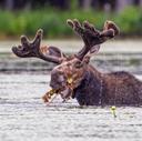 Moose Munch!
