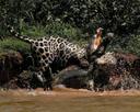 Amazing photo of a Jaguar battling a Caiman on the river bank of the Pantanal, Brazil.
