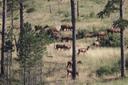 Bison sparing and some elk.