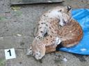 Zástupci MŽP a Lesů ČR se domluvili na užší spolupráci při potírání pytláctví a ochraně zvláště chráněných druhů
Už tři roky Česko naplňuje Národní strategii řešení nelegálního zabíjení a otrav volně žijících živočichů. Ta se týká nejen činnosti Ministerstva životního prostředí, ale zapojeno je také Ministerstvo zemědělství, Ministerstvo spravedlnosti, Ministerstvo obrany a samozřejmě také jejich resortní organizace, Policejní prezidium ČR nebo Státní veterinární správa. Koordinaci zajišťuje pracovní skupina, která minulý týden zasedala, aby diskutovala o aktuálním plánu priorit. Příkladem dosavadní spolupráce je mimo jiné zohlednění nelegálního zabíjení živočichů a pytláctví při pronájmu státních honiteb.
Impulsem k tomu byl také závažný případ nelegálního nakládání s ohroženými druhy, takzvaná kauza Kameňák. Zastřelený rys a další části chráněných druhů byly v roce 2020 nalezeny v mrazáku a domě předsedy mysliveckého sdružení Jelen Kameňák, který byl odsouzen k peněžitému trestu za nelegální držení zvláště chráněných druhů. Myslivecké sdružení si pronajímalo státní honitbu od Lesů ČR. Proto se zástupci MŽP a Lesů ČR domluvili na užší spolupráci při potírání pytláctví a ochraně zvláště chráněných druhů. LČR od roku 2023 převzaly honitbu do vlastní správy a zajistily tak plnou kontrolu nad výkonem práva myslivosti.
MŽP a Lesy ČR se domluvily na užší spolupráci i proto, že státní podnik je největším správcem lesů v zemi, a tím pádem významným správcem chráněných území a důležitým partnerem orgánů ochrany přírody.

„Naše vláda prosazuje opatření k omezení nelegálního zabíjení živočichů i k omezení nezákonného obchodu s nimi. Pro Ministerstvo životního prostředí je to zásadní téma, které umí řešit,“ uvedl ministr životního prostředí Petr Hladík (KDU-ČSL) s odkazem na programové prohlášení vlády. „Pytláctví a nelegální zabíjení a nakládání se zvláště chráněnými druhy má v praxi řadu podob. Známe případy nelegálního zástřelu rysa nebo vlka v lese, ale i otrávené orly mořské nebo vydru uhynulou v železech. Každý takový trestný čin má jiný charakter a může být posuzován podle různých zákonů, ať už podle zákona o ochraně přírody a krajiny, zákona o myslivosti nebo také jako obecné ohrožení, a to třeba když jsou železa nebo jed umístěny na veřejně přístupném místě. Bohužel mnoho takových případů zůstává neodhaleno, ale u řady druhů nelegální zabíjení, společně s dalšími člověkem způsobenými příčinami úhynu, akutně ohrožuje jejich přežití,“ doplnil ministr Hladík.

Z těchto důvodů MŽP s klíčovými partnery naplňují Národní strategii řešení nelegálního zabíjení a otrav volně žijících živočichů v ČR, která se mimo pytláctví a dalších způsobů nelegálního zabíjení volně žijících živočichů zabývá rovněž problematikou negativního vlivu některých veterinárních léčiv nebo pesticidů. Aktuálně členové pracovní skupiny spatřují pozitivní posun ve spolupráci státních orgánů i v aktivním zapojení zainteresovaných nevládních organizací. Známým příkladem je řešení případů otrav volně žijících ptáků, kdy se díky aktivitám České společnosti ornitologické za pomoci takzvané psí jednotky podařilo usvědčit a odsoudit první dva pachatele v ČR. Nelegální zabíjení a otravy volně žijících živočichů jsou komplexním problémem, jemuž je potřebné věnovat zvýšenou pozornost, a to nejen státních úřadů, neziskových organizací, ale velkou měrou může přispět svou pozorností při pobytu v přírodě také široká veřejnost.
