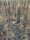 I got my first deer of the season, it’s a mule doe deer. 
@travisa850
 I know you wanted to see this one, when we chatted a while back. Can’t wait to eat that great meat.