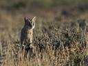 African Wildcat (Africa)
Felis silvestris lybica
DESCRIPTION (male) Head and body length 21-26 inches (545-665 mm). Tail 11-14 inches (275-360 mm). Weight 9-14 pounds (4-