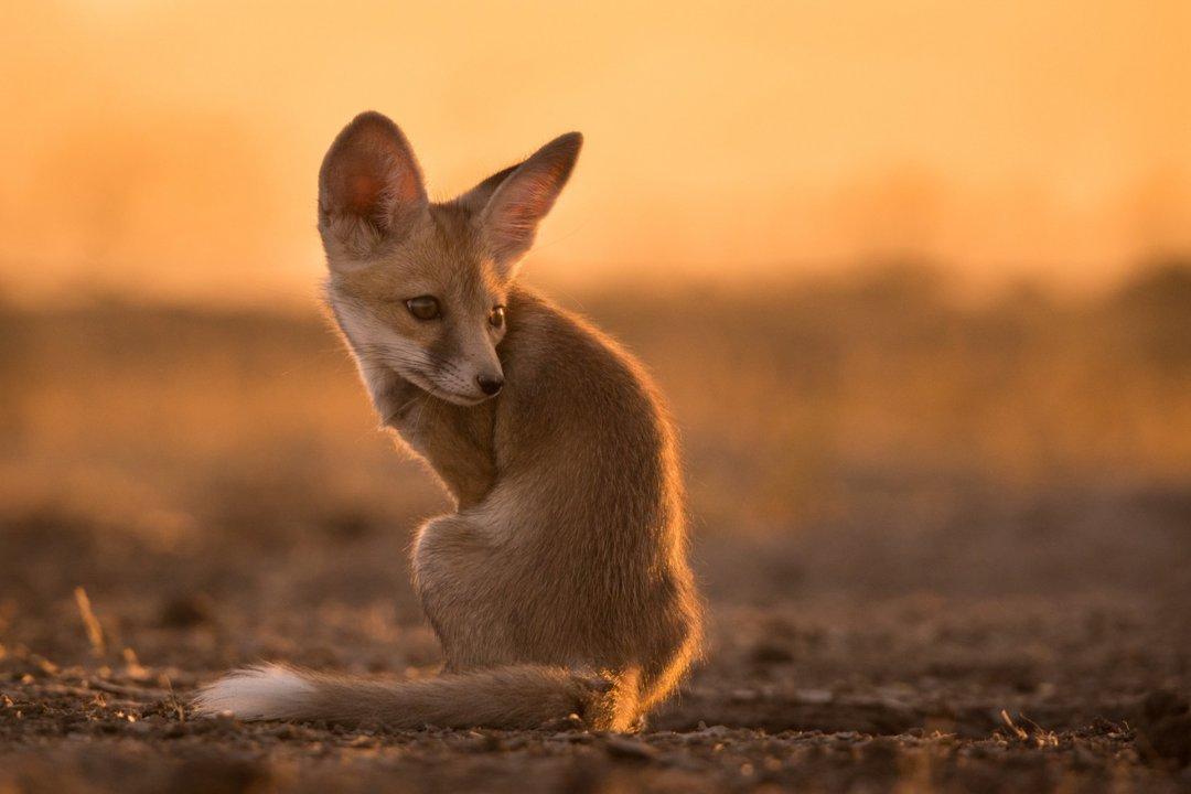 Guelmim Desert Fox Hunting: Legislation, Laws, Seasons and Geography.