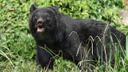 九州地方におけるクマ対策：狩猟を通じた生態系保護
地理的・自然的特徴
九州地方は日本の南西部に位置し、福岡県、佐賀県、長崎県、熊本県、大分県、宮崎県、鹿児島県の7県で構成されています。この地域は、温暖な気候と豊かな自然環境が特徴で、森林や山岳地帯が広がっています。特に、九州山地や阿蘇山周辺は、ツキノワグマの生息地として知られています。九州地方の気候は比較的温暖で、冬でも雪が少ないため、一年を通じて狩猟が可能です。
狩猟者と地域の人口統計
九州地方には約15,000人の狩猟免許所持者がいます（2021年時点）。これは日本の全狩猟免許所持者の約10％を占めています。地域の高齢化が進む中、若年層の狩猟者も少しずつ増えており、狩猟文化の継承が課題となっています。特に、ツキノワグマの個体数増加に伴い、農業被害や人身被害を防ぐ目的で狩猟に参加する新規狩猟者も見られます。
狩猟の特徴
九州地方でのクマ狩りは、その温暖な気候と多様な地形が特徴です。ツキノワグマは警戒心が強く、動きが速いため、狩猟には高度な技術と経験が必要です。狩猟方法は、銃器を使った狩猟が主流ですが、罠を使った方法も一部で行われています。また、冬季の積雪が少ないため、一年を通じて狩猟が可能です。
地域の狩猟タイプと対象動物
九州地方で主に狩猟される動物は以下の通りです：
ツキノワグマ：個体数管理のための狩猟が許可されています。
イノシシ：農業被害が深刻で、狩猟の主要対象です。
ニホンジカ：個体数が増加しており、狩猟が推奨されています。
キツネやタヌキ：毛皮を目的とした狩猟が行われます。
カモ類：鳥猟の対象です。
狩猟シーズン
九州地方のツキノワグマとイノシシの狩猟シーズンは、11月15日から翌年2月15日までです。鳥猟のシーズンは、11月から2月にかけて行われます。シーズン外の狩猟は法律で禁止されており、違反者は罰則を受けます。
狩猟者団体とクラブ
九州地方には「九州猟友会」をはじめとする狩猟者団体が存在します。これらの団体は、狩猟者の技術向上や安全確保を目的とした講習会やイベントを定期的に開催しています。また、地域ごとに小さな狩猟クラブもあり、情報交換や共同での狩猟が行われています。
狩猟に関する法律
九州地方の狩猟は、日本の「鳥獣保護管理法」に基づいて規制されています。狩猟免許の取得には、講習会と試験の合格が必要です。また、ツキノワグマやイノシシの狩猟には、特定の銃器や罠の使用が許可されていますが、その使用には細かい規定があります。特に、農業被害や人身被害を防ぐための「有害鳥獣駆除」は、自治体の許可を得て行われることが多いです。
狩猟に関連する伝統
九州地方では、狩猟で得た肉を使った料理が地域の食文化として親しまれています。特に、「熊鍋」や「猪鍋」は、冬の風物詩として知られています。また、狩猟で得た毛皮は、伝統工芸品の材料としても利用されています。九州地方の狩猟文化は、地域の伝統と密接に結びついており、特に山間部での狩猟方法が受け継がれています。
狩猟に関する興味深い事実
九州地方のツキノワグマは、近年個体数が増加しており、農業被害や人身被害が深刻化しています。これに対応するため、自治体が主体となった駆除作戦が行われています。
九州地方の温暖な気候と多様な地形は、一年を通じて狩猟が可能な稀有な地域です。
九州地方の狩猟者は、他の地域に比べて女性の割合が比較的高いことが特徴です。
九州地方のクマ対策は、その豊かな自然と伝統が融合した特別な取り組みです。狩猟者にとって、この地域は技術を磨き、自然との共生を学ぶ場でもあります。