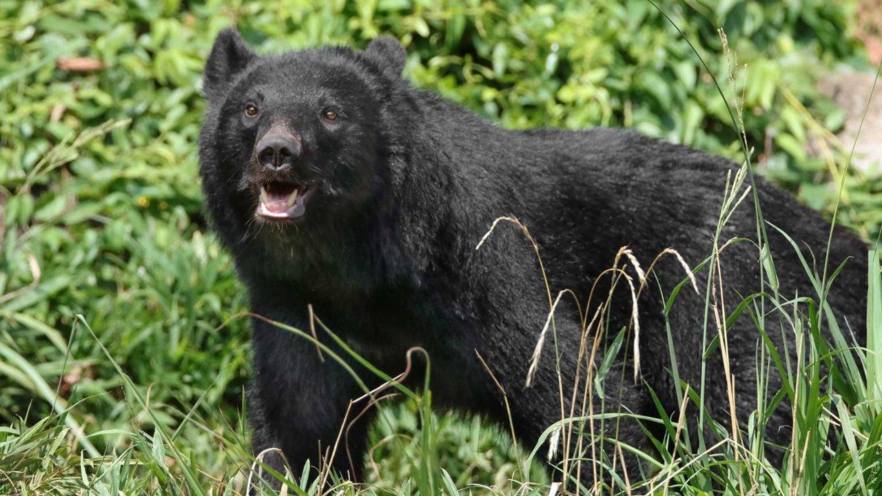 九州地方におけるクマ対策：狩猟を通じた生態系保護