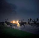 Deer in the headlights. A male group of Fallow deer crossing a road in the Phoenix Park, Dublin during heavy fog.
