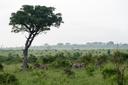 Hunting in Gao: The Sahara's Challenge – Clubs, Legislation, Geography. Traditions, Risks, and Unique Game in Mali

The Gao Region, located in northeastern Mali, is a uni