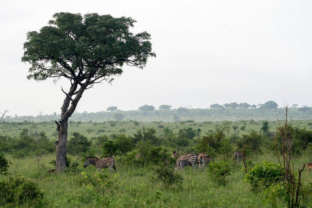 Hunting in Gao: The Sahara's Challenge – Clubs, Legislation, Geography.