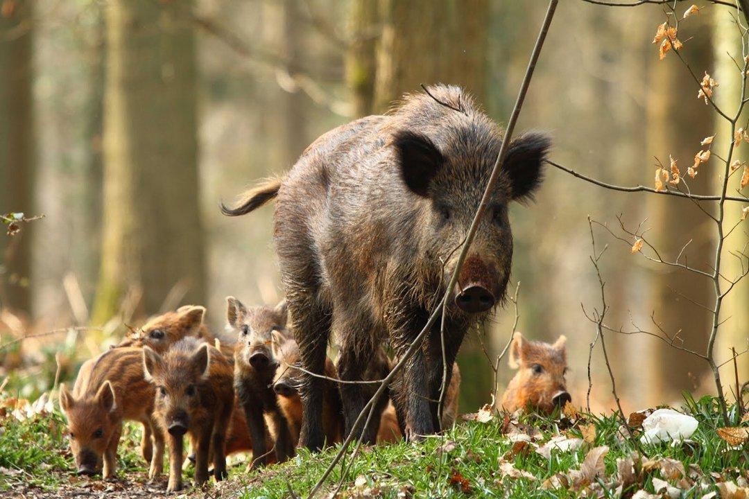 Jagd im Bezirk Entlebuch (Kanton Luzern), Schweiz: Merkmale, Jagdgesellschaft, Jagdstrategien, Jagdmethoden, Jagdzeiten, Organisationen, Regeln und Bräuche