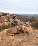 Aoudad Hunting in Morocco: A Comprehensive Guide part 2

The Hunting Experience aoudad hunting in Morocco 

Hunting Aoudad requires a blend of strategy, patience, and ski