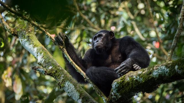 Hunting in Sud-Kivu: Highland Terrains, Traditional Practices, and Species Richness