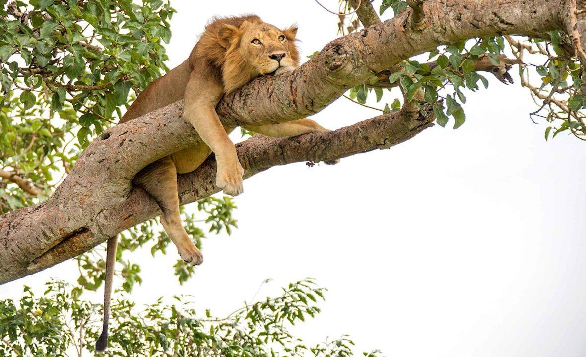 Seasonal Hunting Periods in Kyankwanzi: Limits and Seasonal Prohibitions, Licensing Conditions, Fines and Legal Effects of Non-Compliance, Strategic Preparation, Best Hunting Times, Gear Choices