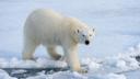 Polar bears have long provided important raw materials for Arctic peoples, including the Inuit, Yupik, Chukchi, Nenets, Russian Pomors and others. Hunters commonly used teams of dogs to distract the bear, allowing the hunter to spear the bear or shoot it with arrows at closer range. Almost all parts of captured animals had a use. The fur was used in particular to make trousers and, by the Nenets, to make galoshes-like outer footwear called tobok; the meat is edible, despite some risk of trichinosis; the fat was used in food and as a fuel for lighting homes, alongside seal and whale blubber; sinews were used as thread for sewing clothes; the gallbladder and sometimes heart were dried and powdered for medicinal purposes; the large canine teeth were highly valued as talismans. Only the liver was not used, as its high concentration of vitamin A is poisonous. As a carnivore, which feeds largely upon fish-eating carnivores, the polar bear ingests large amounts of vitamin A that is stored in their livers. The resulting high concentrations cause hypervitaminosis A, Hunters make sure to either toss the liver into the sea or bury it to prevent their dogs from being poisoned. Traditional subsistence hunting was on a small enough scale to not significantly affect polar bear populations, mostly because of the sparseness of the human population in polar bear habitat.