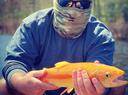Golden Rainbow Trout!