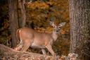 Maine and Massachusetts could soon see bans lifted on Sunday hunting

In the US, there are 40 states that have no prohibitions on hunting on Sundays

Some states are steadily chipping away at longstanding bans on Sunday hunting, and there's a push to overturn the laws in Maine and Massachusetts, the final two states with full bans.

Maine’s highest court is considering a lawsuit asking whether the state's 19th century law, which prevents hunting big game animals such as deer, moose and turkeys on Sundays, is still necessary. In Massachusetts, where hunters are also lobbying for Sunday hunting rights, there is a renewed effort to change state laws forbidding the practice.

Forty states have no prohibitions on hunting on Sundays.
The bans stem from so-called "blue laws" that also regulate which businesses can remain open and where alcohol can be sold on Sundays.

Animal welfare groups, conservation organizations and others are rallying to defend the prohibitions, but the end of the laws might be in sight. Other states such as Virginia and South Carolina have in recent years rolled back what remains of their own limitations on the Sunday hunt.

Residents of states where hunting is part of the culture are divided on the subject. Some hunters argue the laws protect private landowner rights, while others say the rules take away hunting opportunities — or are just plain silly.

Sportsmen who oppose the laws see them as a vestige of the blue laws dating to the 17th century and limiting what activities citizens can engage in on a day governments once dedicated to prayer.

Jared Bornstein, executive director of Maine Hunters United for Sunday Hunting, said allowing seven-day-a-week hunting would allow people the opportunity to harvest their own food in a state with many poor, rural communities that cannot afford soaring grocery costs.

"I'm not saying that Sunday hunting is going to save the world economically, but I'm saying for a group of people, there's more of an objective benefit to it," Bornstein said. "It’s a generation’s last vestigial attempt to control the working class."

The states that still have full or partial bans on Sunday hunting are all on the East Coast, where every fall sportsmen pursue wild turkeys and white-tailed deer with firearms and archery.

Last year, South Carolina opened limited hunting on public lands on Sundays, and the year before that Virginia made a similar move.

A few years prior North Carolina began to allow Sunday hunting on some 75% of its public hunting land, according to the Congressional Sportsmen’s Foundation. Laws were also loosened in Pennsylvania, West Virginia and Delaware in the past five years.

Maine's ongoing court case, which could legalize Sunday hunting, concerns a couple who filed a lawsuit stating the "right to food" amendment in the state's Constitution, the first of its kind in the U.S., should allow them to hunt on any day of the week. The Maine Supreme Judicial Court has heard arguments in the case, but it's unclear when it will rule, said Andy Schmidt, an attorney for the couple. The state first banned Sunday hunting in 1883.

In Massachusetts, where some sources date the ban all the way back to the Puritan era, a campaign to repeal it made progress before stalling in the state Legislature in 2014. Some are continuing to try to strike the law, which is "discriminating against hunters," said John Kellstrand, president of the Mass Sportsmen's Council. A new proposal to authorize Sunday hunting via bow and arrows was introduced earlier this year.

The efforts to roll back Sunday hunting up and down the East Coast face opposition from a broad range of interest groups, including animal protection advocates, state wildlife management authorities and private landowners.

Maine Woodland Owners, a group representing rural landowners in the most forested state in the country, sees the Sunday hunting ban as critical to keeping private lands open for hunting access on the other days of the week, Executive Director Tom Doak said.

"We're not asking for money. We're not saying pay us. We're not asking for anything but to be left alone one day a week," Doak said. "They will close their lands. They absolutely will do that."

Sportsmen's groups, including the National Rifle Association and Congressional Sportsmen's Foundation, have long lobbied to overturn Sunday hunting restrictions, and have had much success over the past 30 years. In that time, states including New York, Ohio and Connecticut have loosened Sunday hunting laws.

Lifting bans has created hundreds of jobs and millions of dollars in economic activity, said Fred Bird, assistant manager for the northeastern states for the Congressional Sportsmen's Foundation. Getting rid of what's left of these laws would remove "a regulation that has no basis in wildlife management," Bird said.

"Simply put, if hunters do not have available days to go afield, they must decide whether their time, energy, and financial resources should continue to be allocated to a pursuit they are unable to fully participate in," he said.

Wildlife managers in states with Sunday hunting have sometimes pushed back at efforts to overturn the bans. The Maine Department of Inland Fisheries and Wildlife testified against a proposal earlier this year that would have allowed Sunday hunting with a bow and arrow or a crossbow.

Agricultural, land owner and conservation groups also came out against the proposal, which had support from the Congressional Sportsmen’s Foundation and some hunters in the state. The Maine Farm Bureau Association testified it's important for land owners to have "one day of rest without disruption."

The proposal was ultimately voted down in committee. However, the odds of a similar proposal coming before the Maine Legislature again seem high, testified Judy Camuso, commissioner of the wildlife department.

"The topic of Sunday hunting has been a heated social debate for years," she said.
